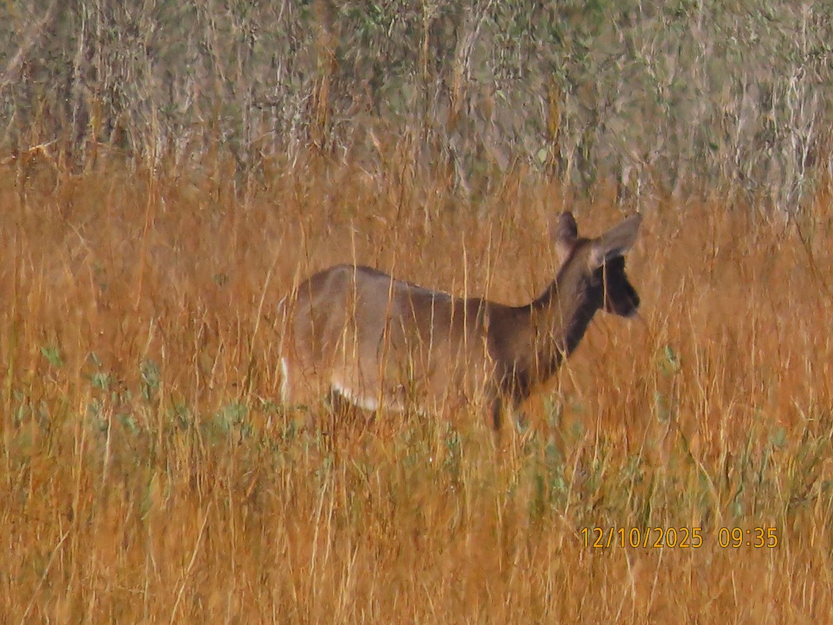 White-tailed Deer - ML646708475