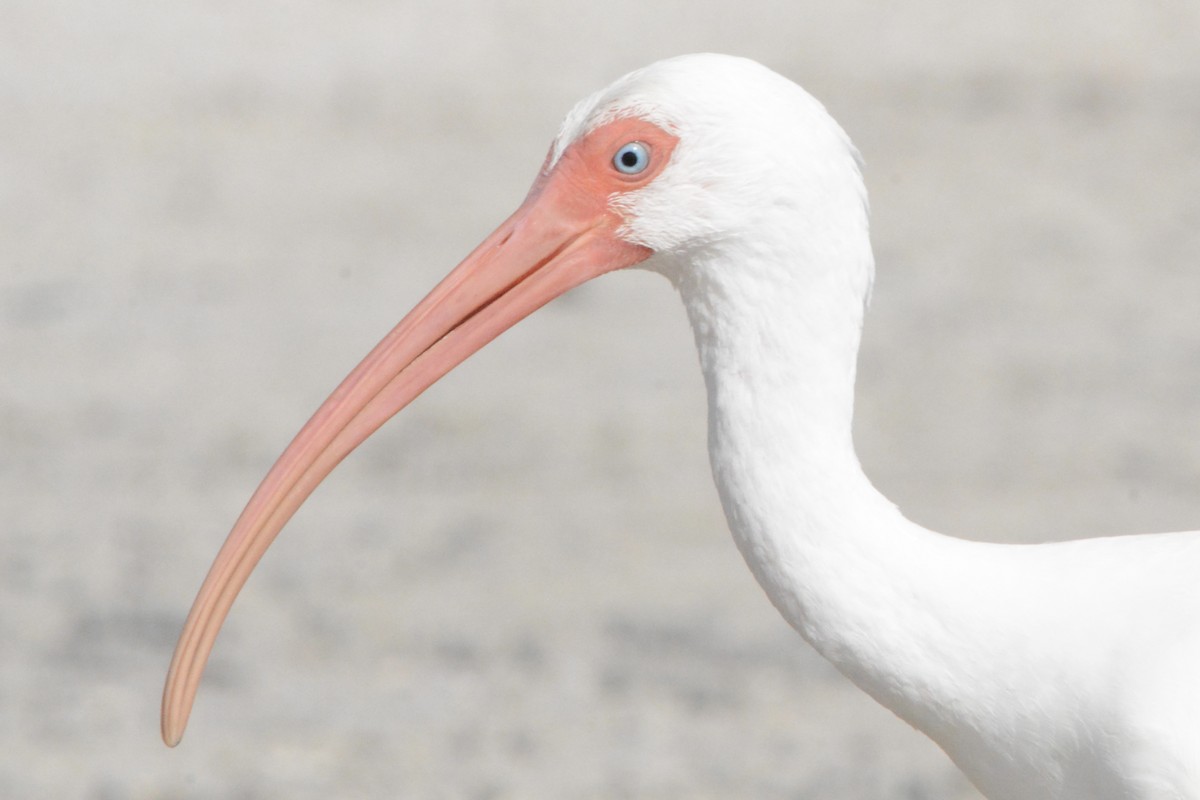 White Ibis - ML646708476