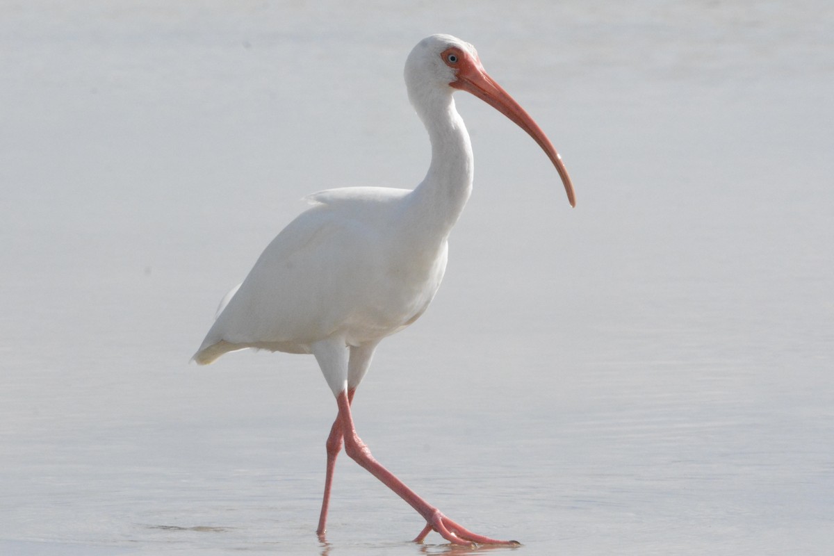 White Ibis - ML646708477