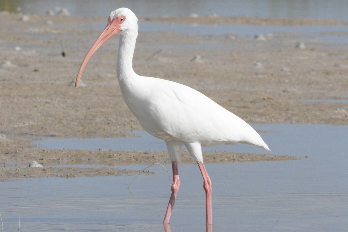 White Ibis - ML646708478