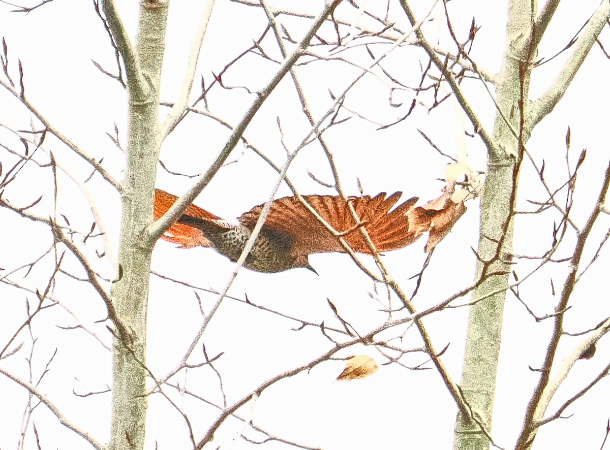 נקר צפון-אמריקני - ML646708480