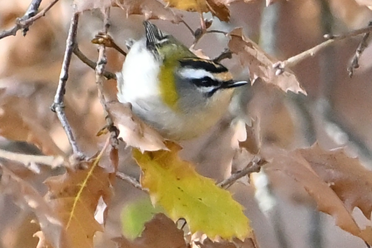 מלכילון לבן-גבות - ML646708482