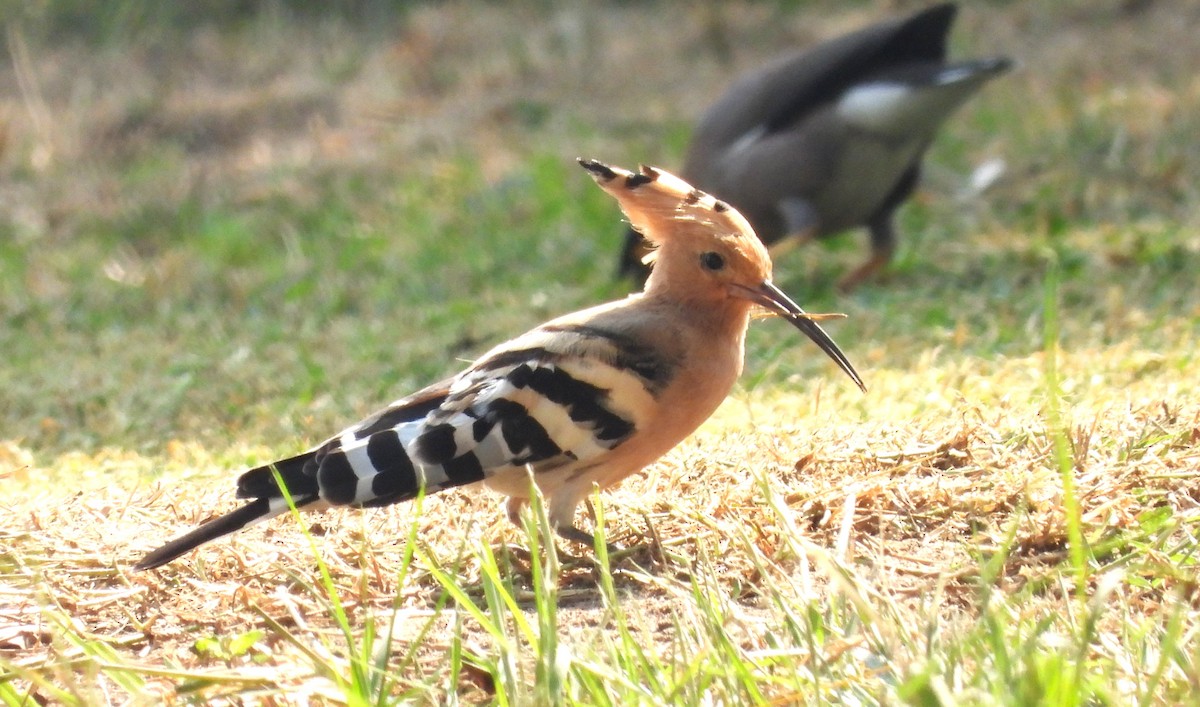 דוכיפת - ML646708483