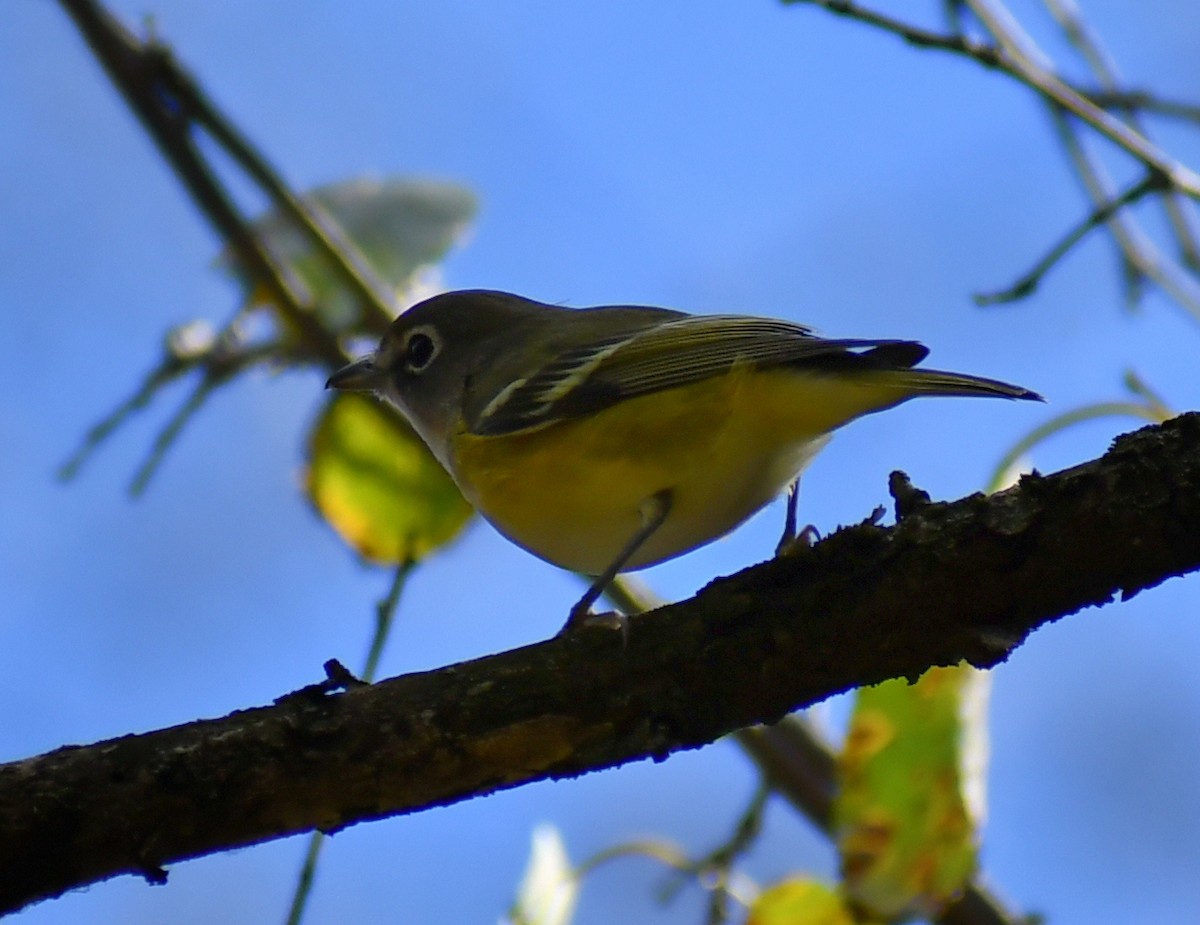 Blue-headed Vireo - ML646708486