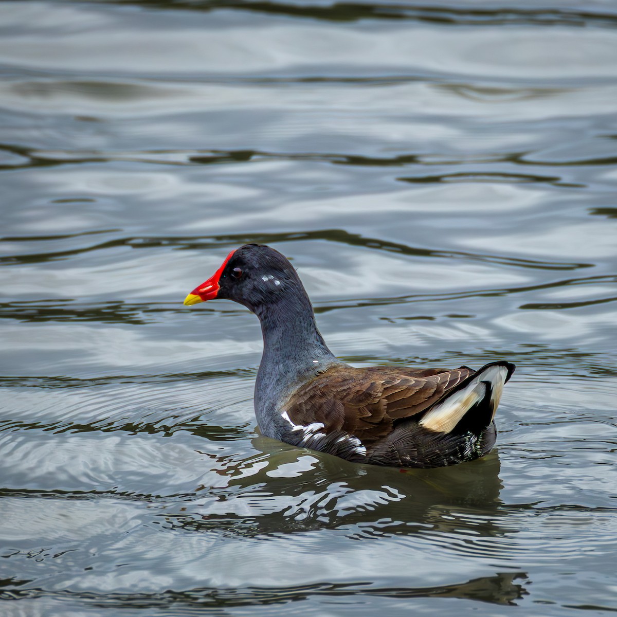 Eurasian Moorhen - ML646708488