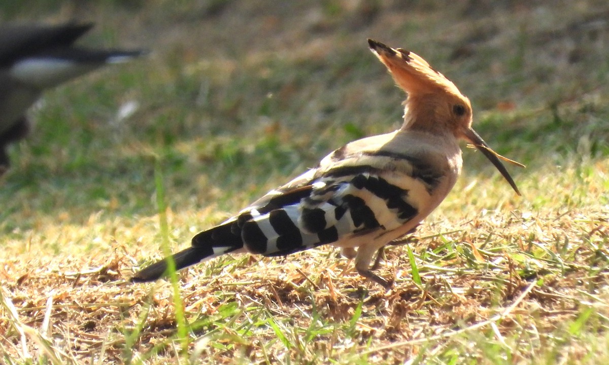 戴勝 - ML646708496