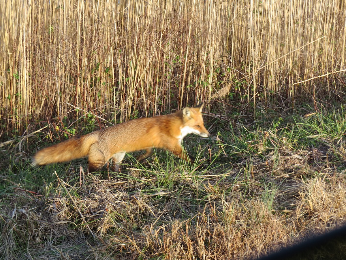 動物界 - ML646708497