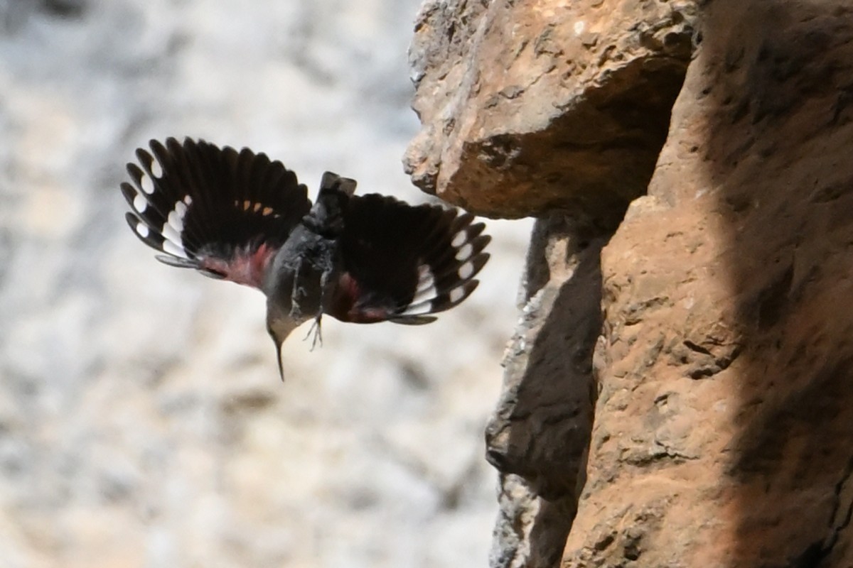 Стенолаз - ML646708507