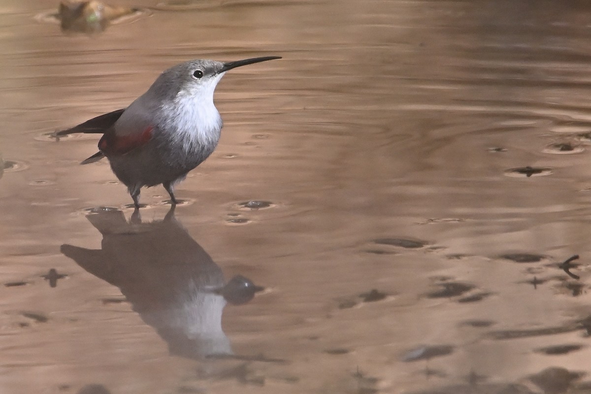 Стенолаз - ML646708508