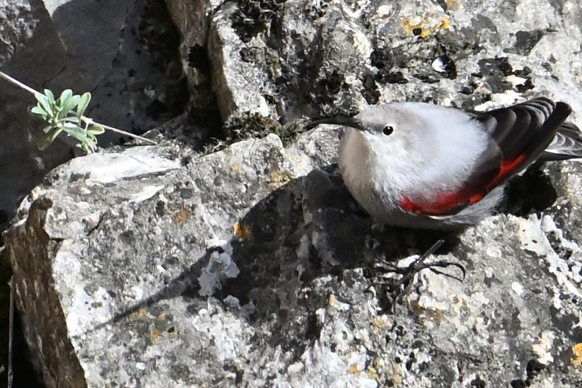 Стенолаз - ML646708509