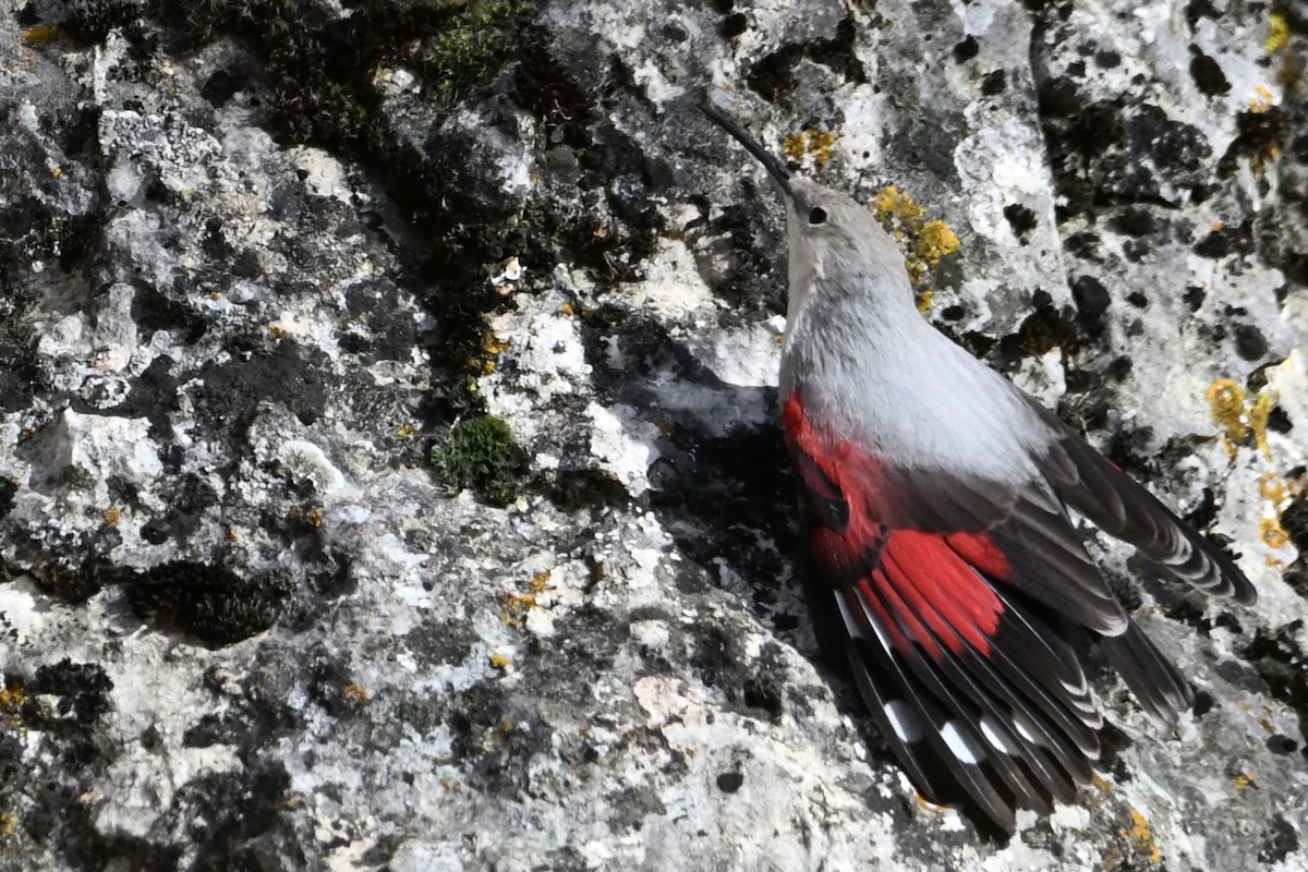 Стенолаз - ML646708510