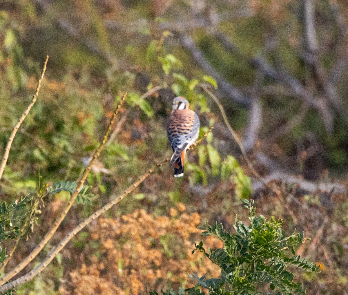 בז אמריקני - ML646708512