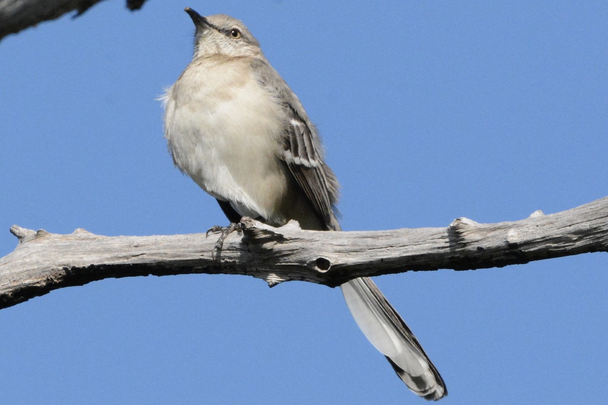 sangspottefugl - ML646708515