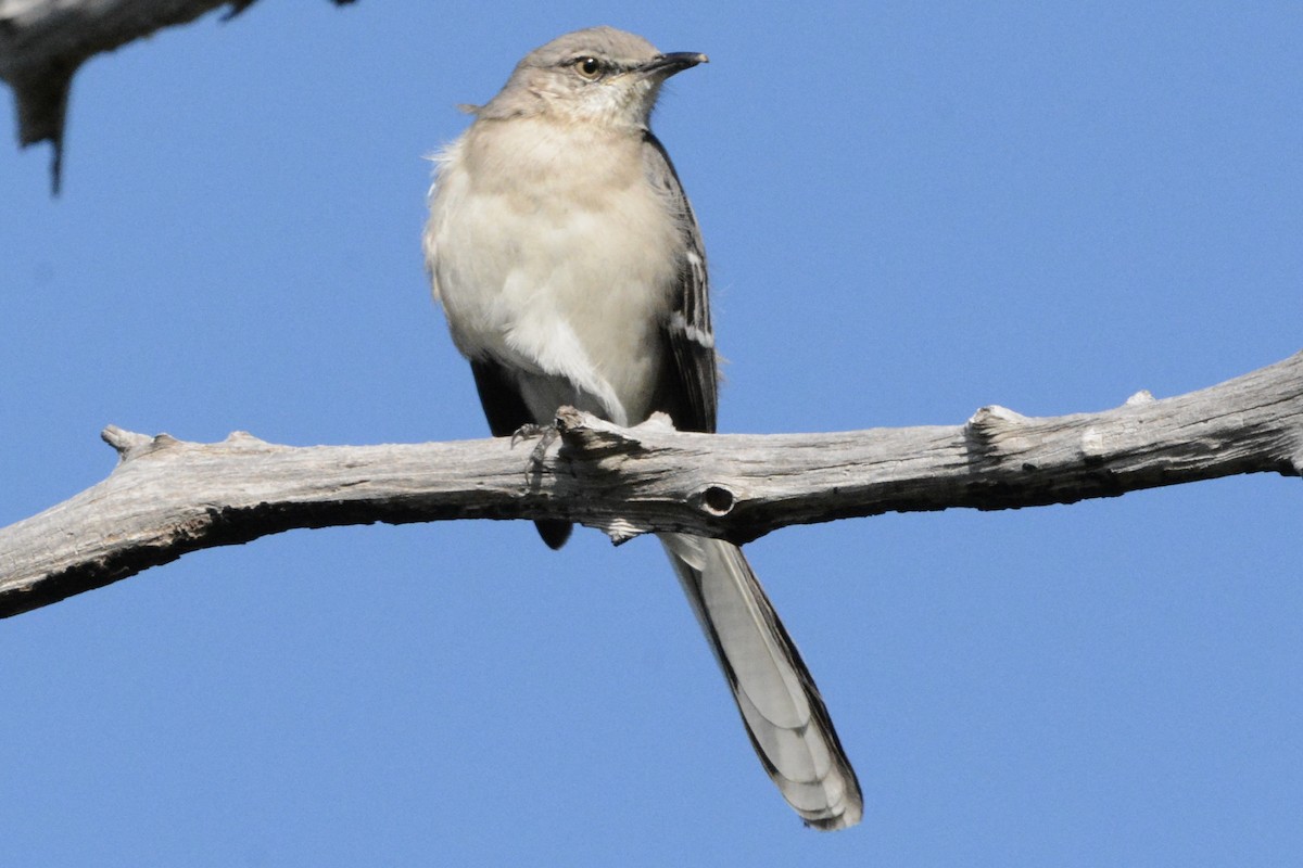 sangspottefugl - ML646708516