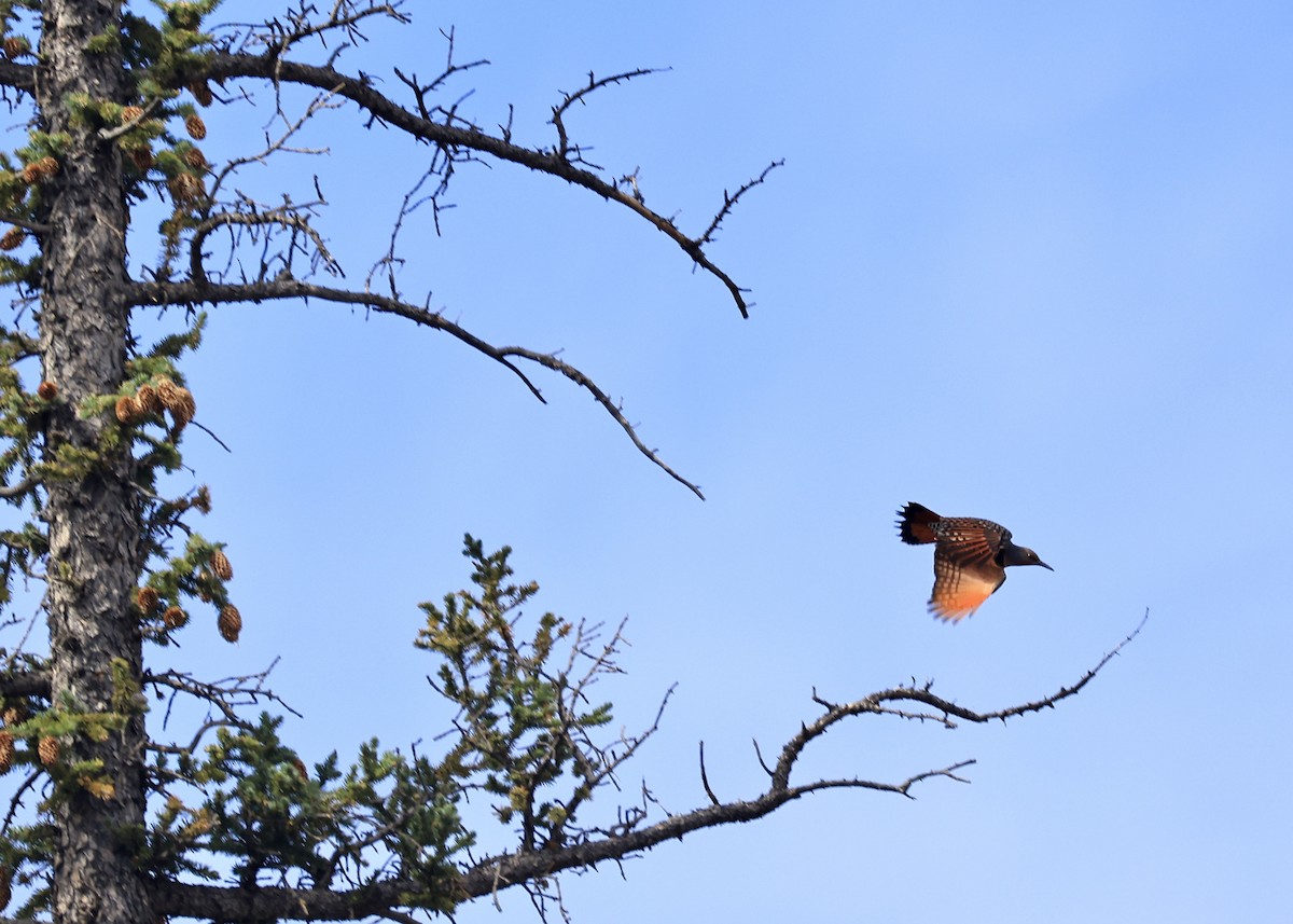 Northern Flicker (Red-shafted) - ML646708517