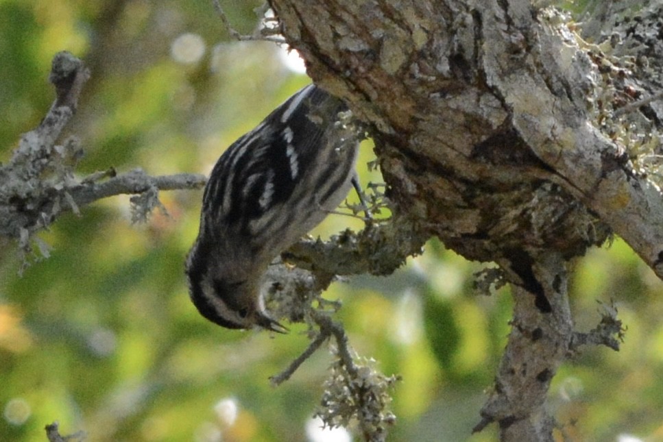 klatreparula - ML646708518