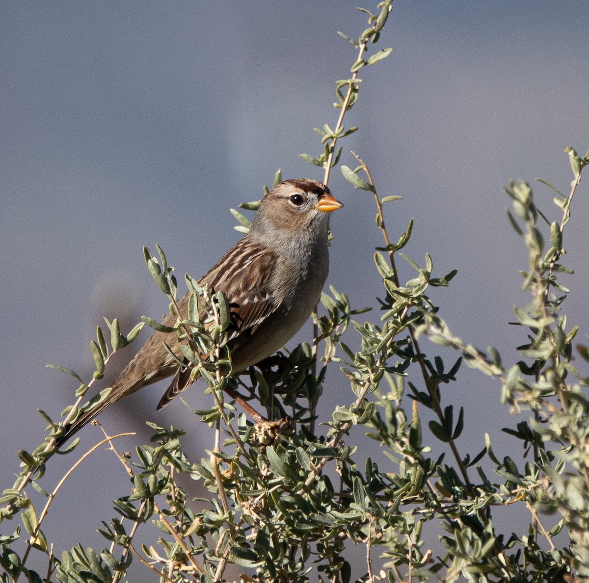 White-crowned Sparrow - ML646708520