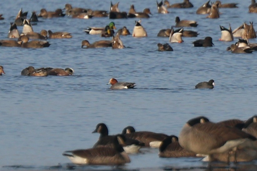 Eurasian Wigeon - ML646708522