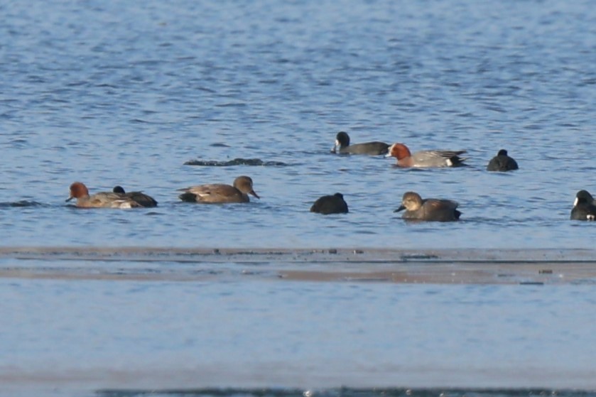 Eurasian Wigeon - ML646708523