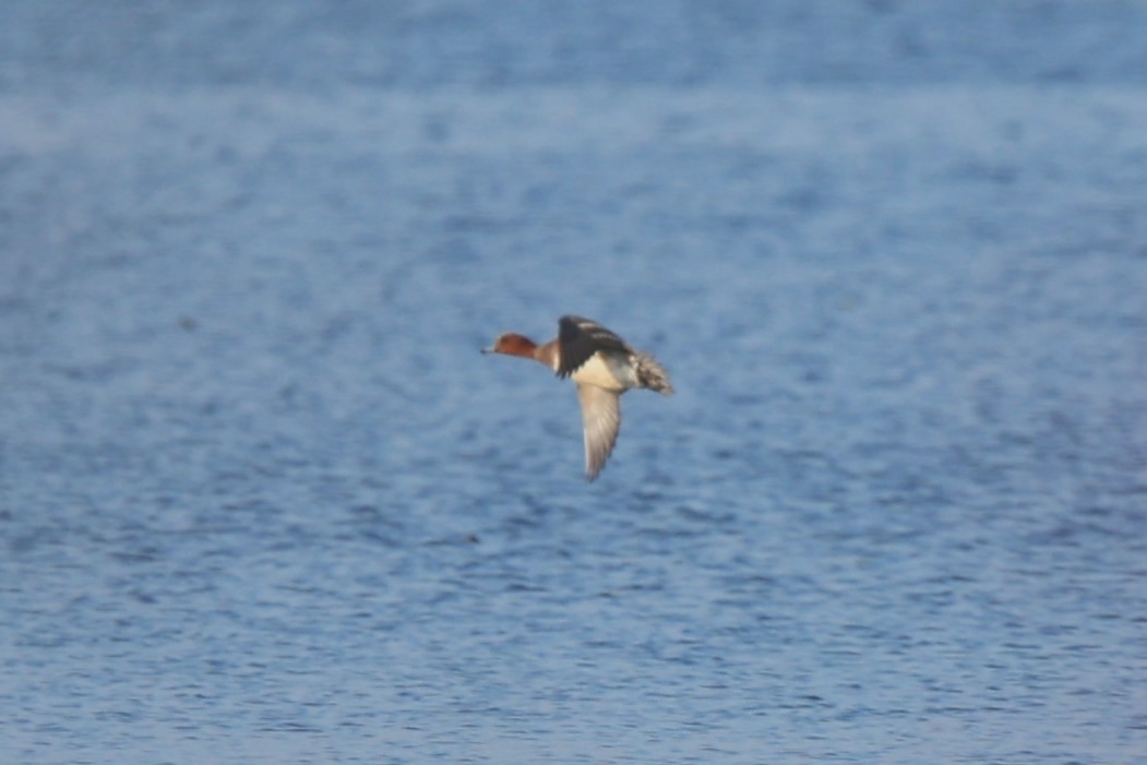 Eurasian Wigeon - ML646708525