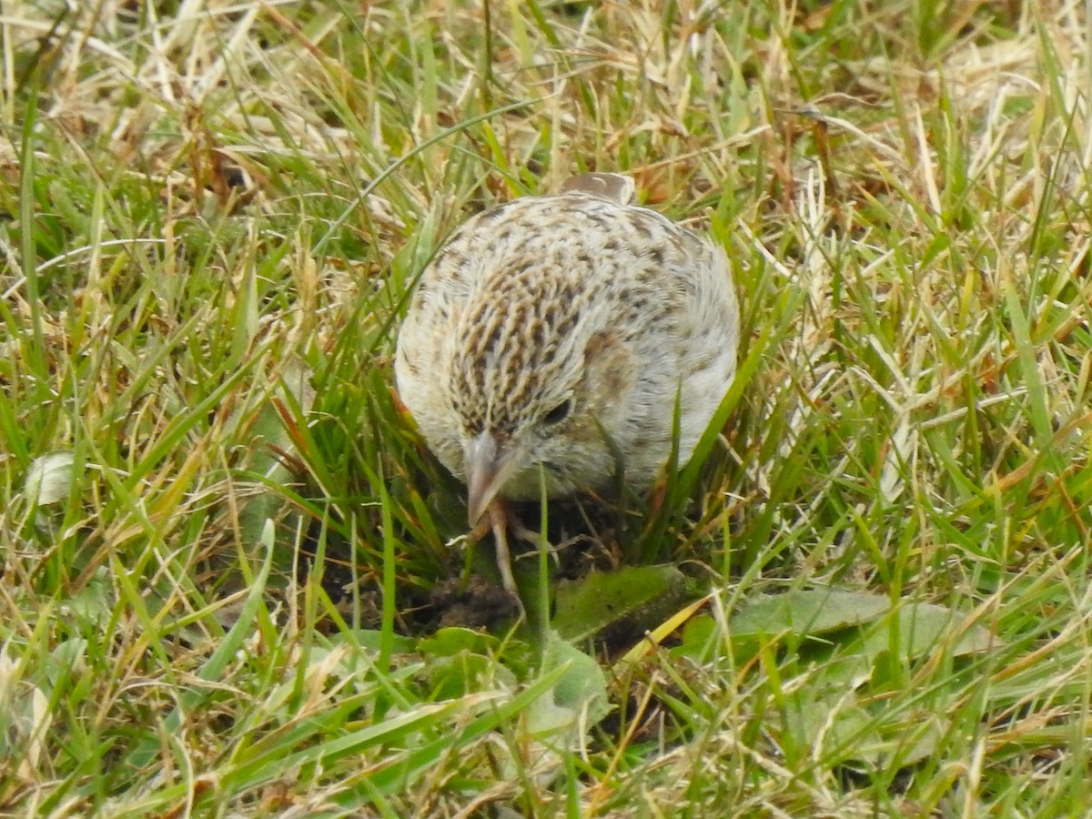 Cassinammer - ML646708529