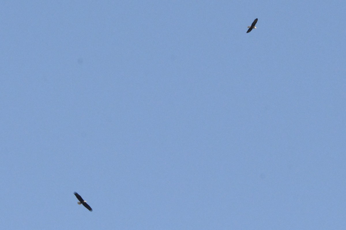 hvithodehavørn - ML646708533