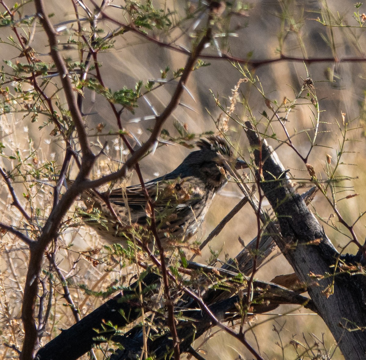 strnadec pruhohlavý - ML646708534