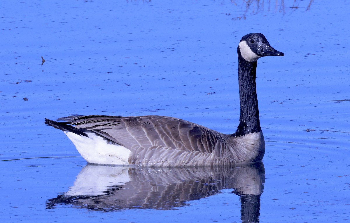 Canada Goose - ML646708535