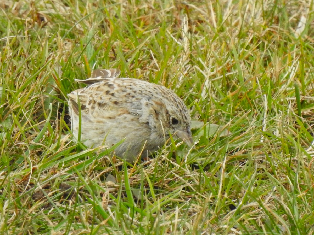 Cassinammer - ML646708537