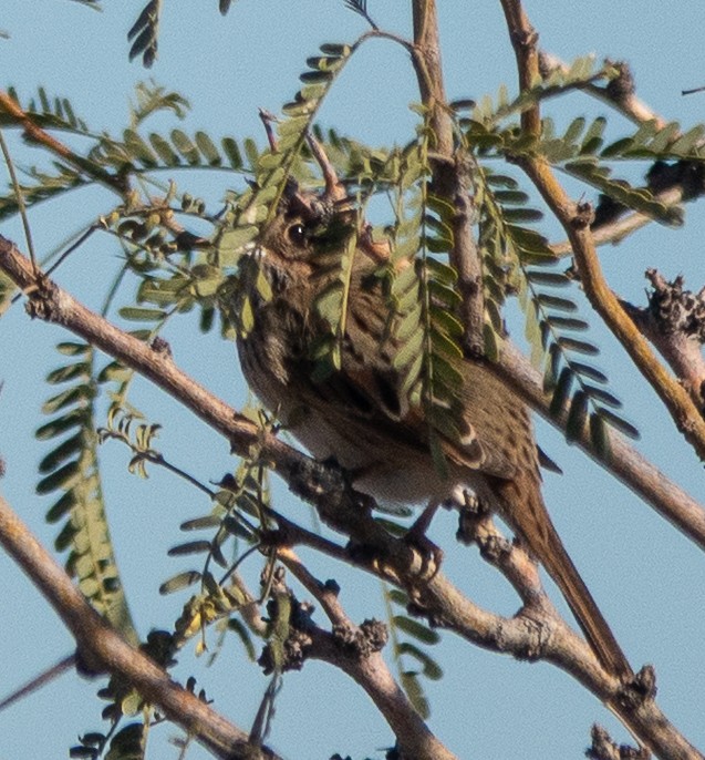 strnadec pruhohlavý - ML646708538