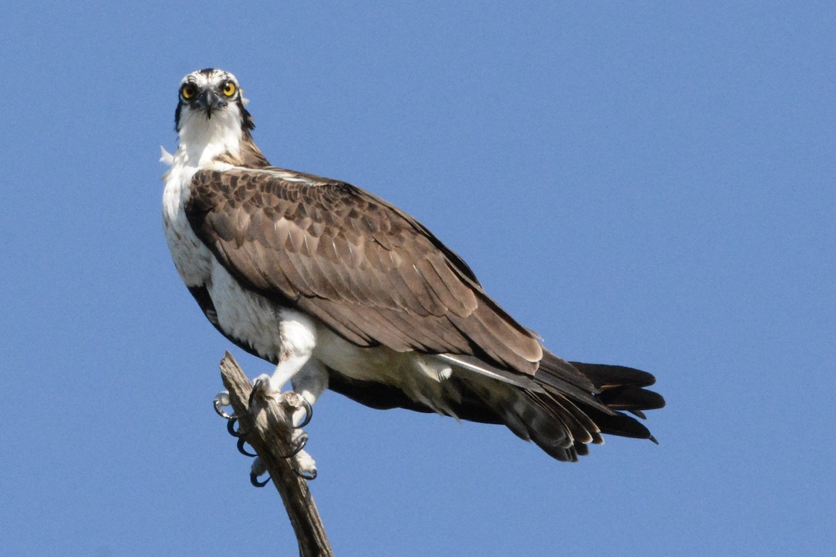 fiskeørn - ML646708539