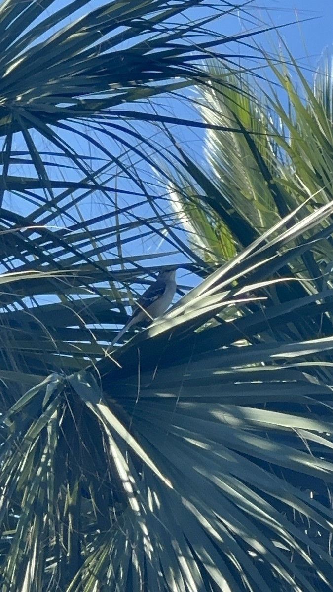 Пересмішник багатоголосий - ML646708540