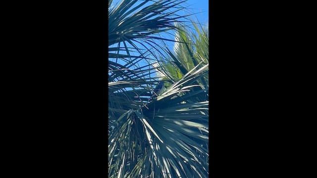 Пересмішник багатоголосий - ML646708541