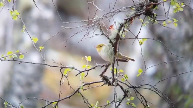 Wood Warbler - ML646708542