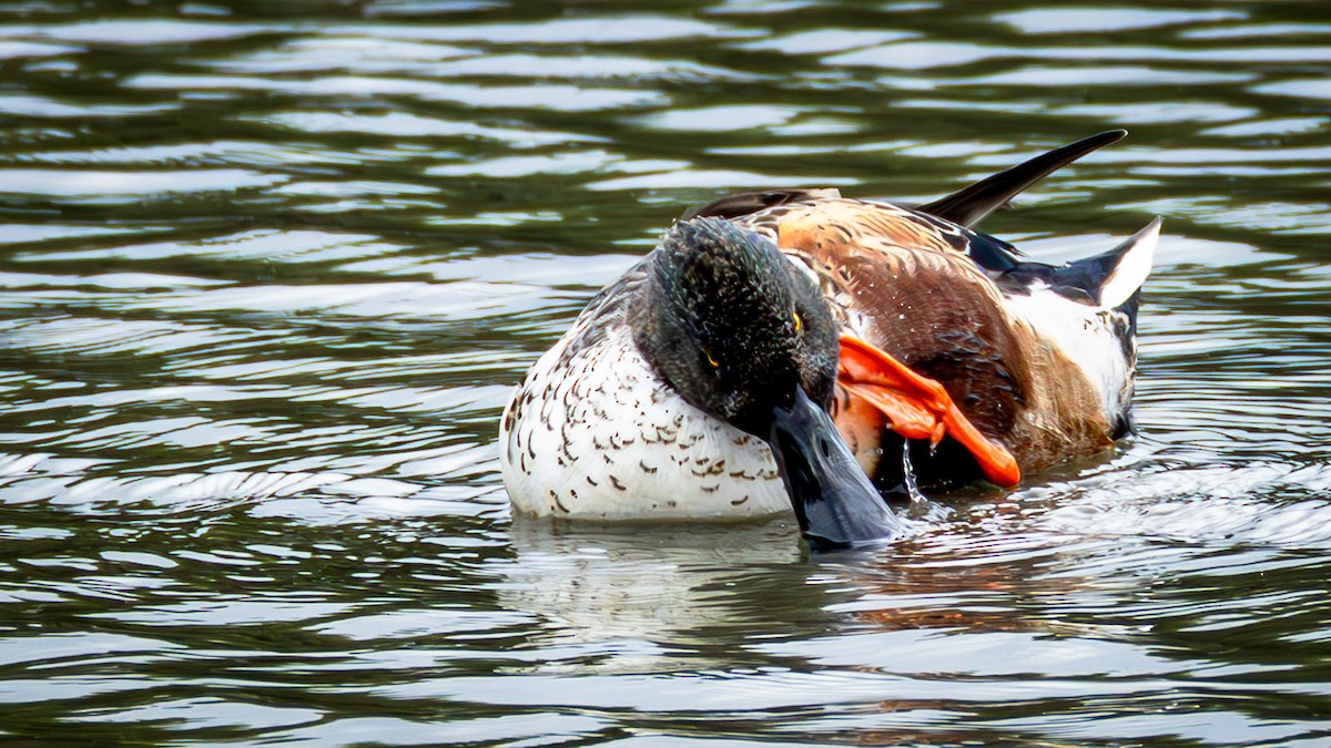 Northern Shoveler - ML646708546