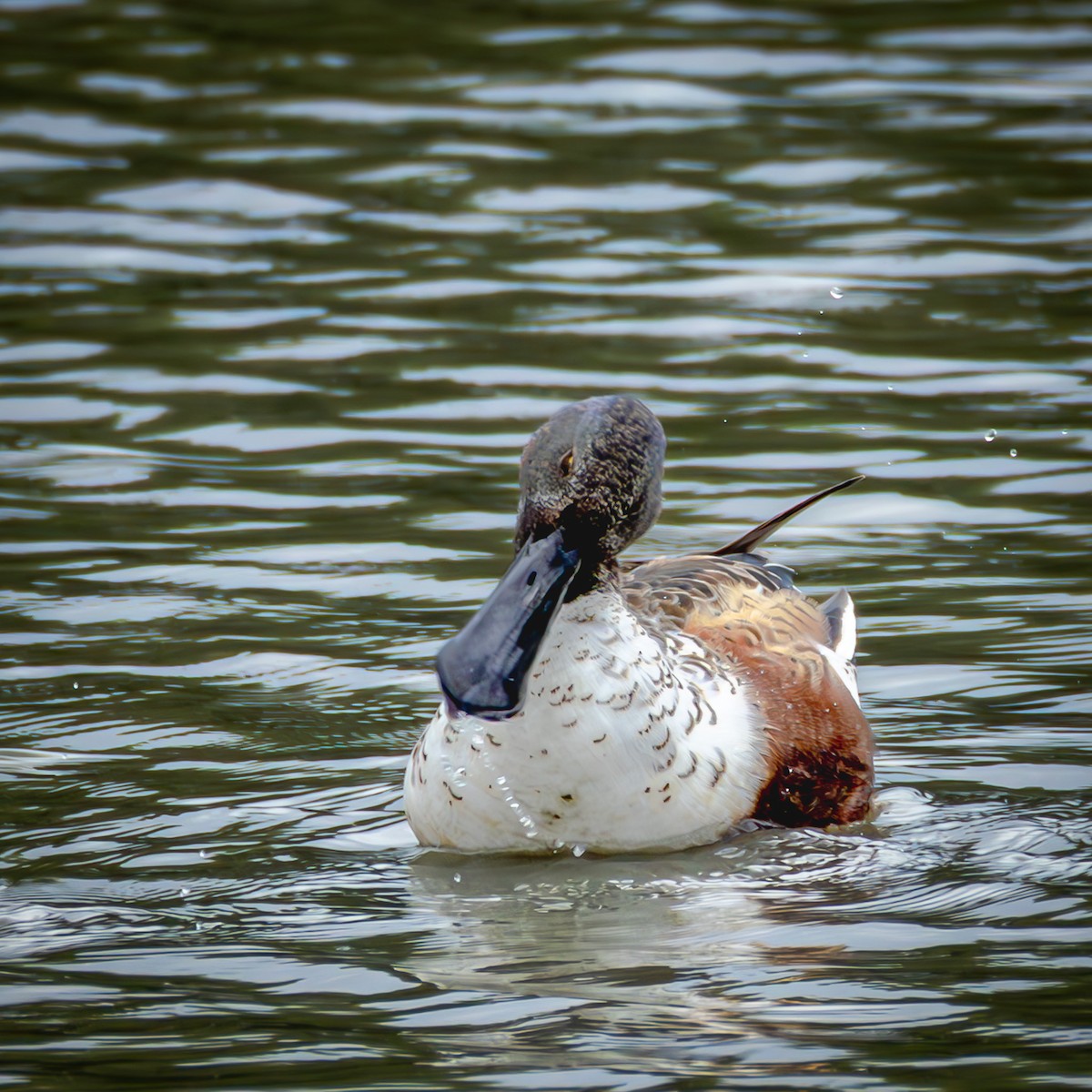 Northern Shoveler - ML646708547