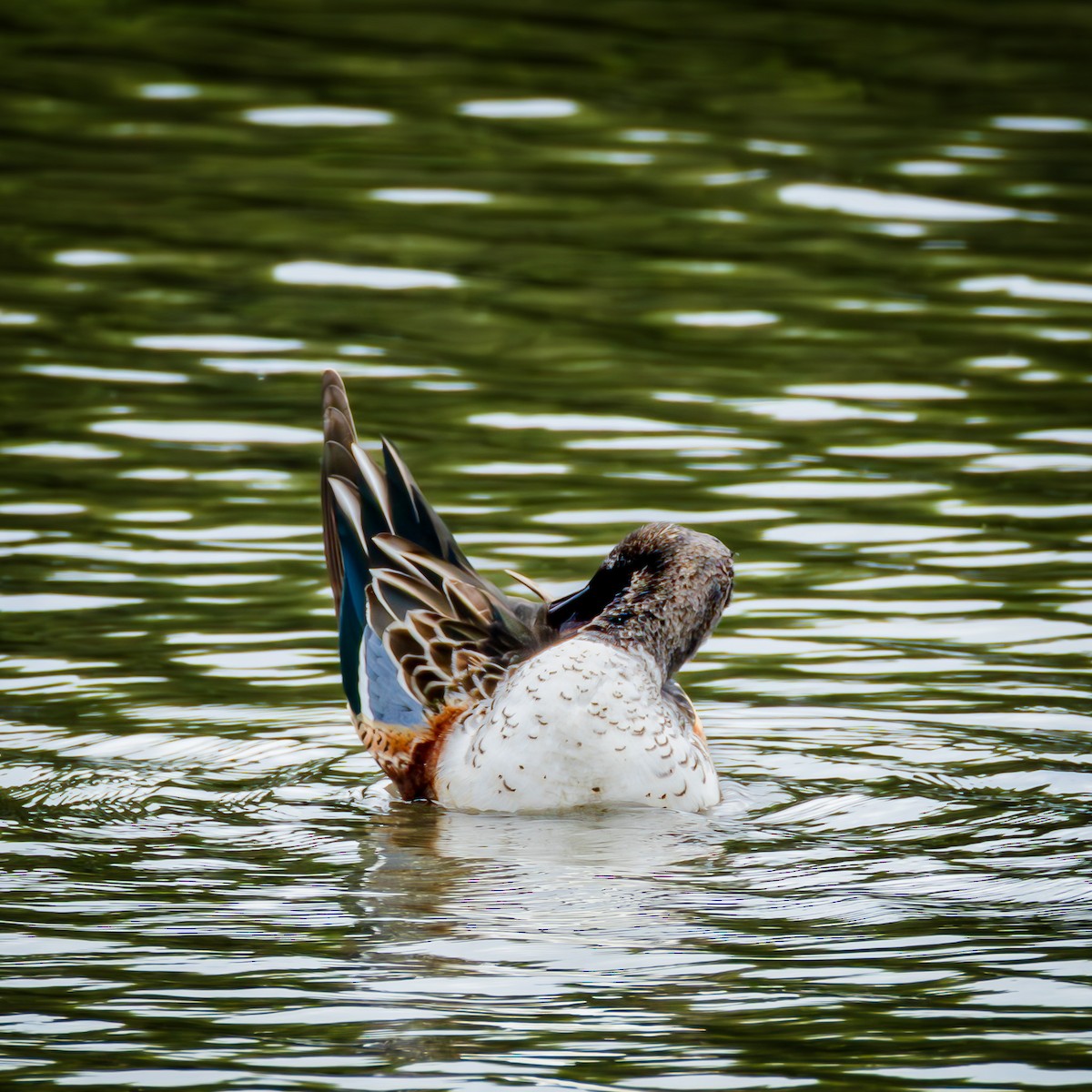 Northern Shoveler - ML646708548