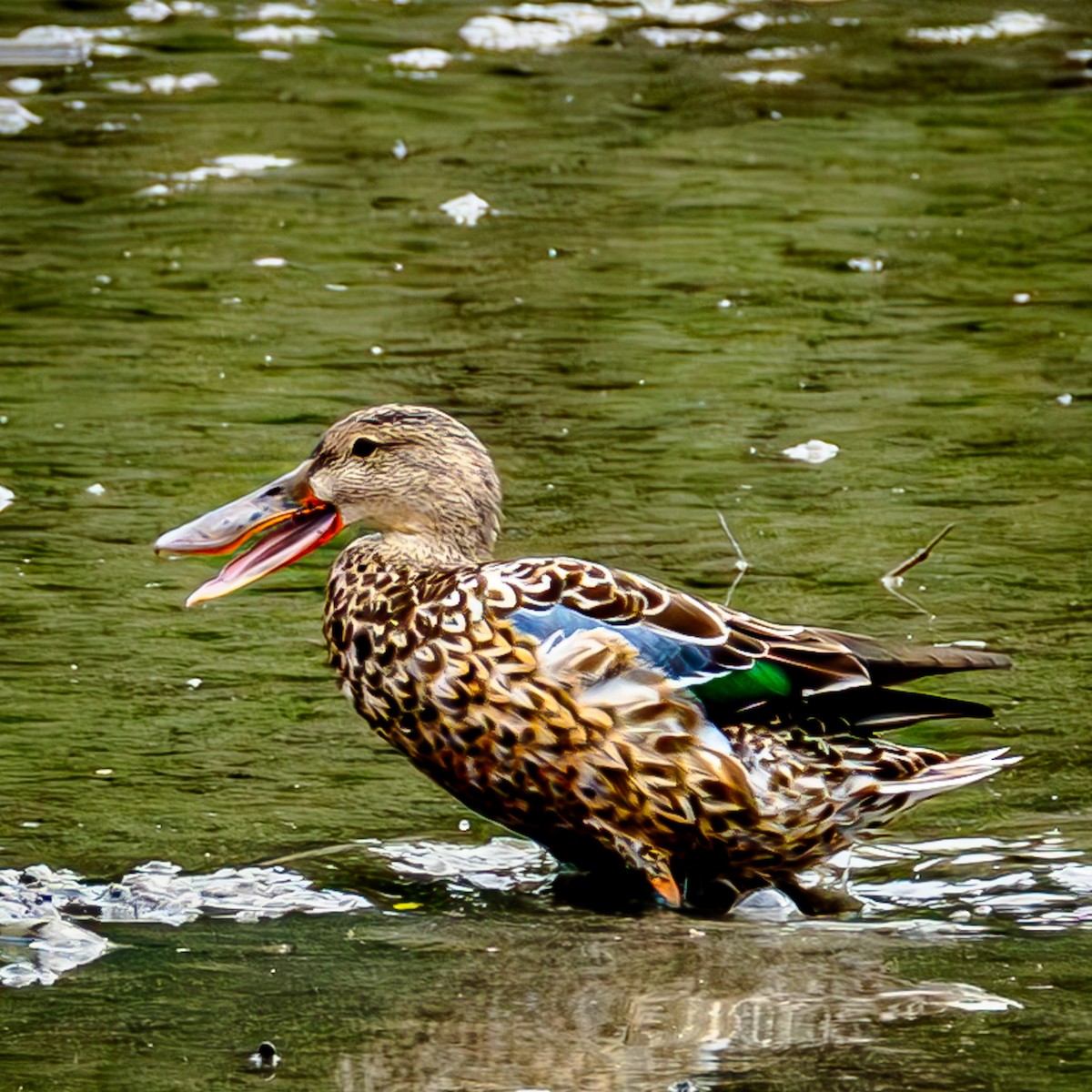 Northern Shoveler - ML646708549