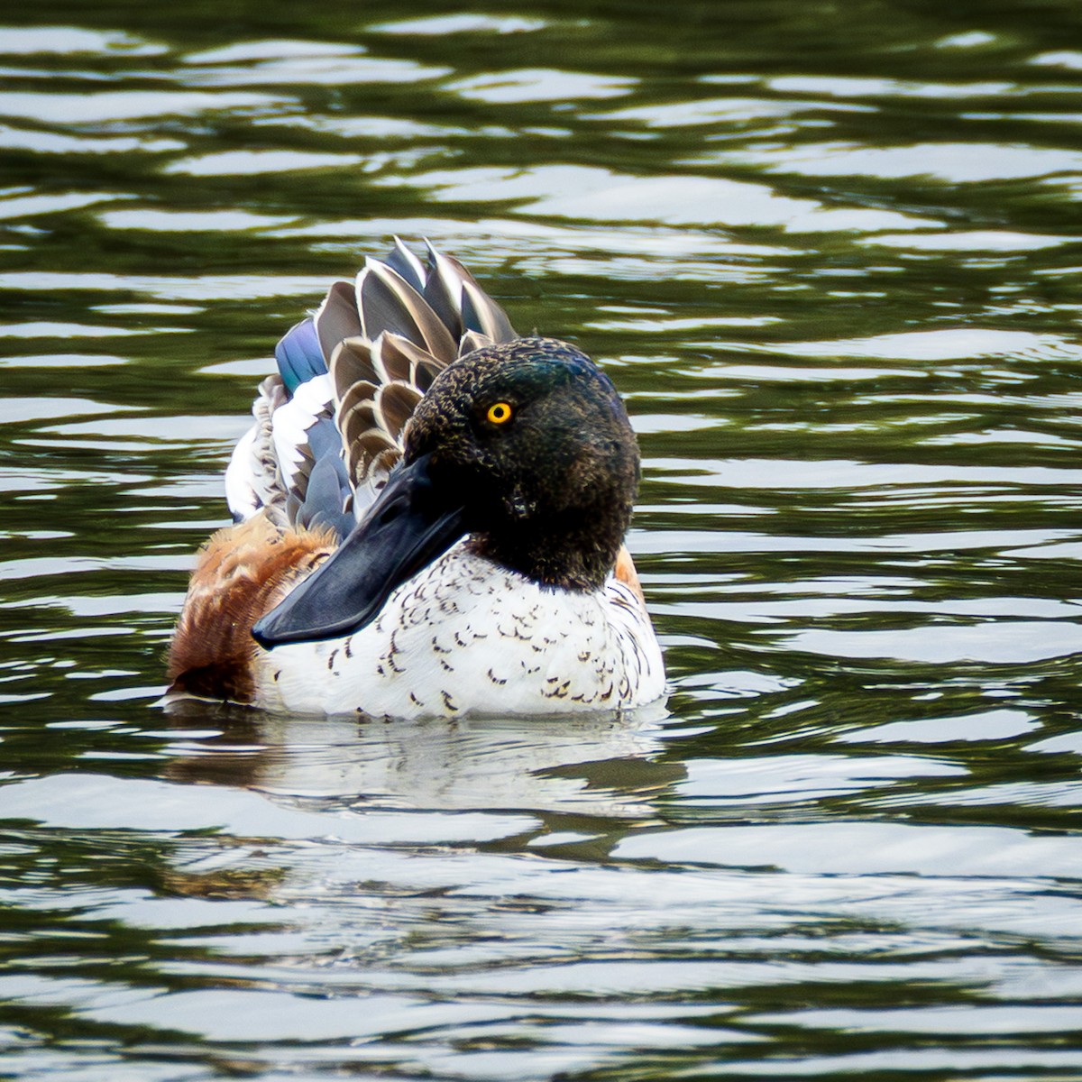 Northern Shoveler - ML646708550