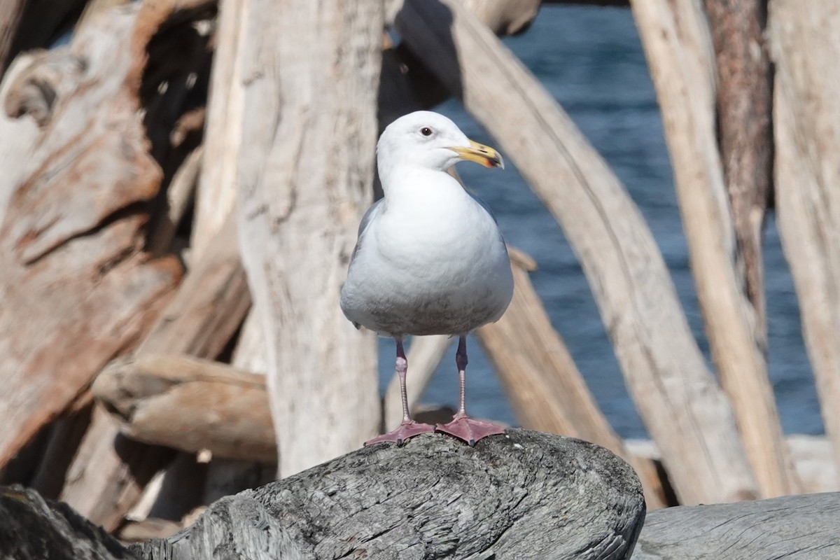 Glaucous-winged Gull - ML646708551