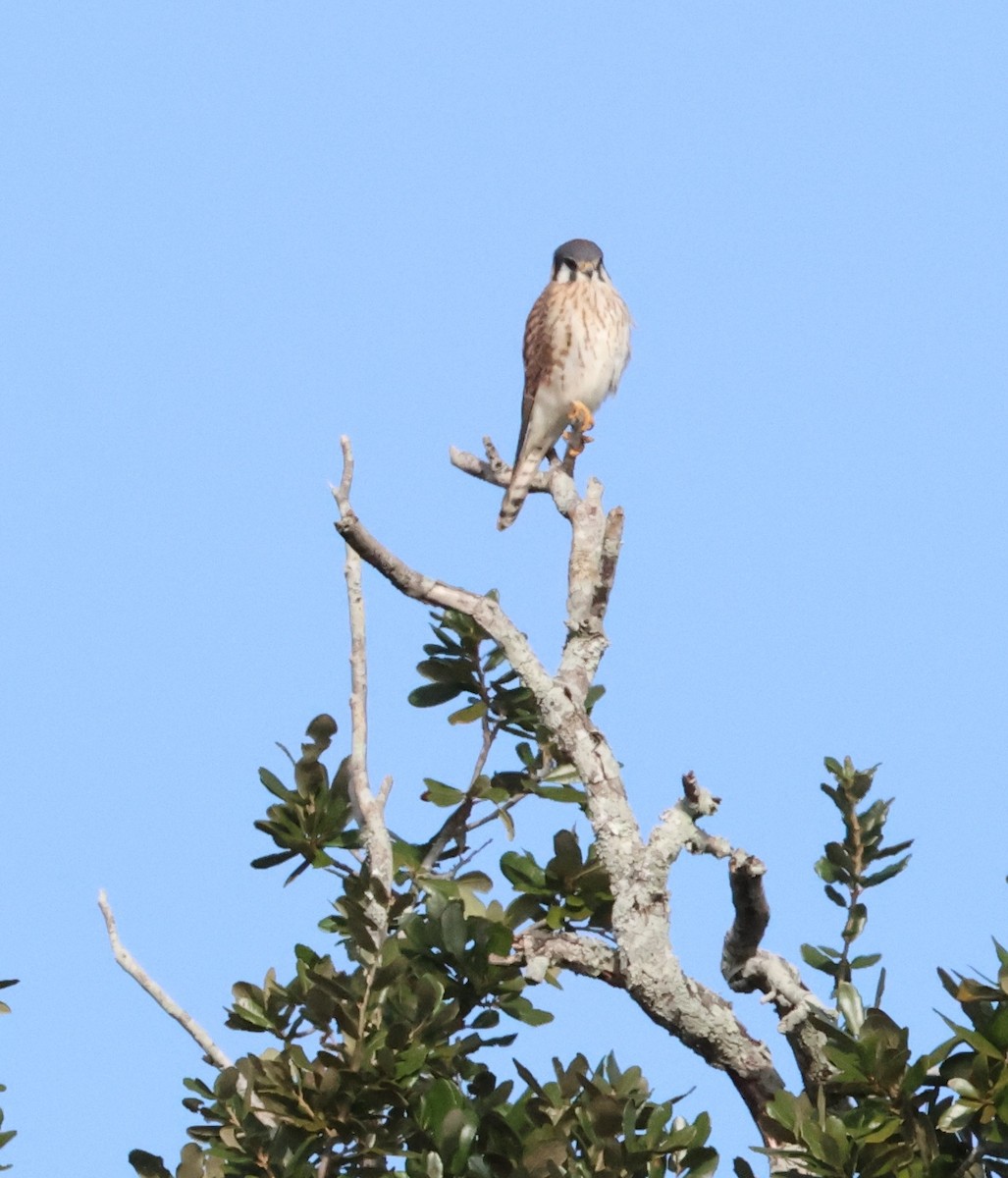 American Kestrel - ML646708552