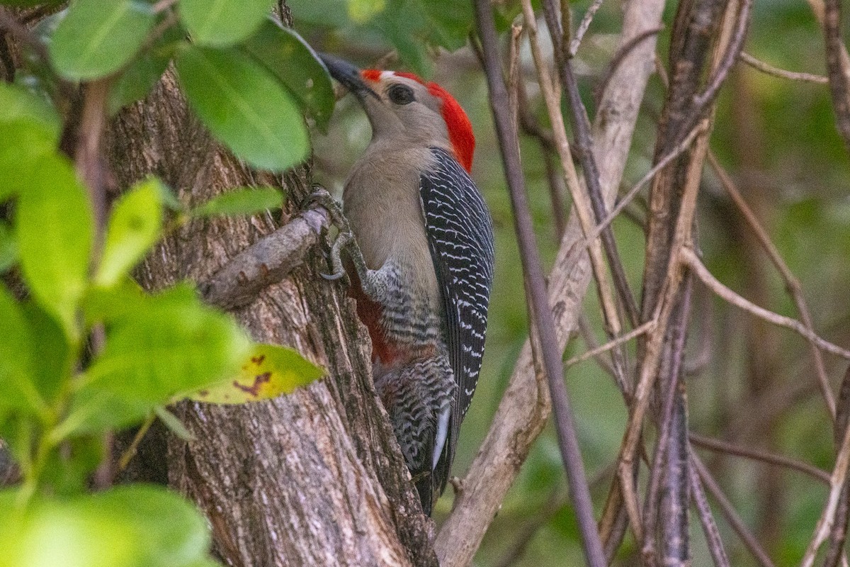 Golden-fronted Woodpecker (Velasquez's) - ML646708553