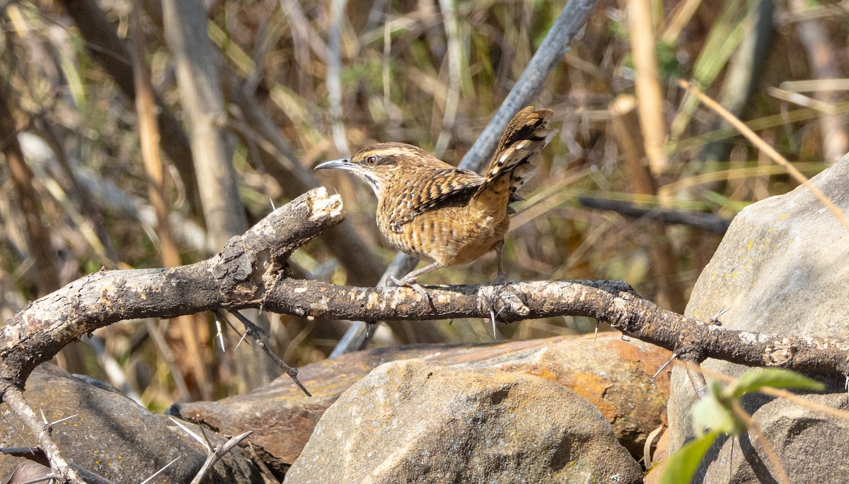 Spotted Wren - ML646708554