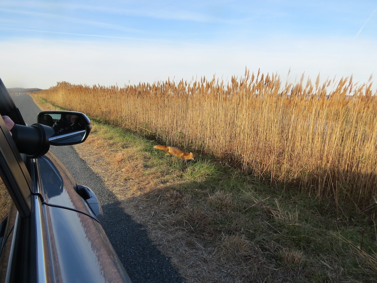 動物界 - ML646708562