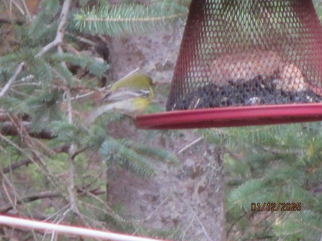 Pine Warbler - ML646708563