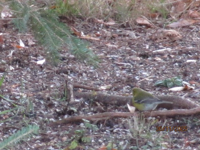 Pine Warbler - ML646708564