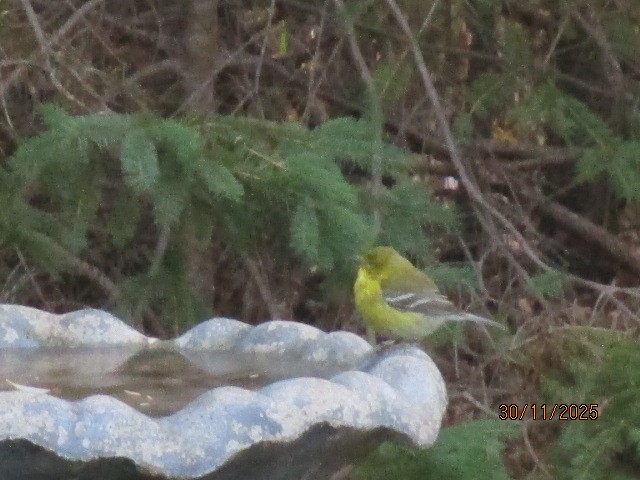 Pine Warbler - ML646708565