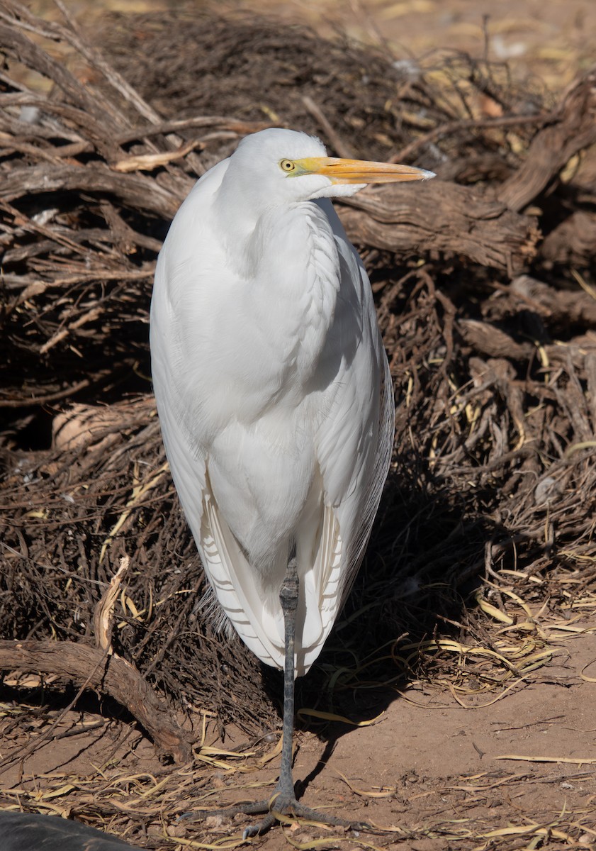 大白鷺 - ML646708566