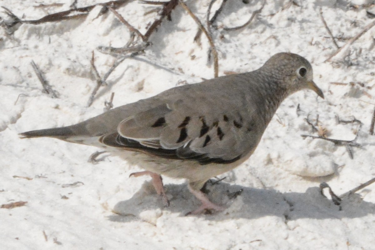 Sperlingstäubchen - ML646708574