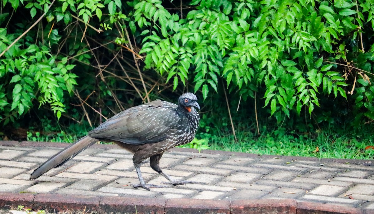 Dusky-legged Guan - ML646708576
